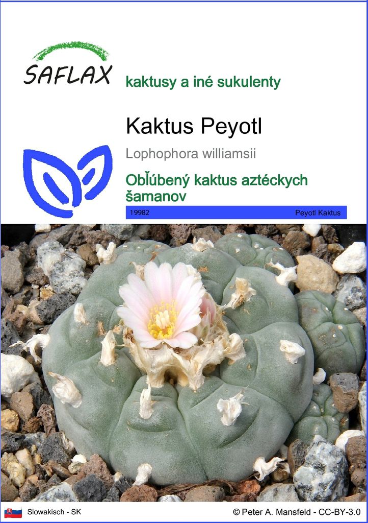 SAFLAX - Kaktus Peyotl - Lophophora williamsii - 20 Semená Obrázok produktu 
