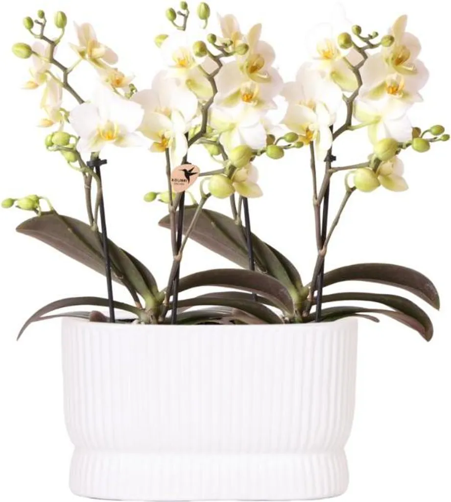 Orchidées blanches Lausanne en lot de 2 avec cache-pots pour table