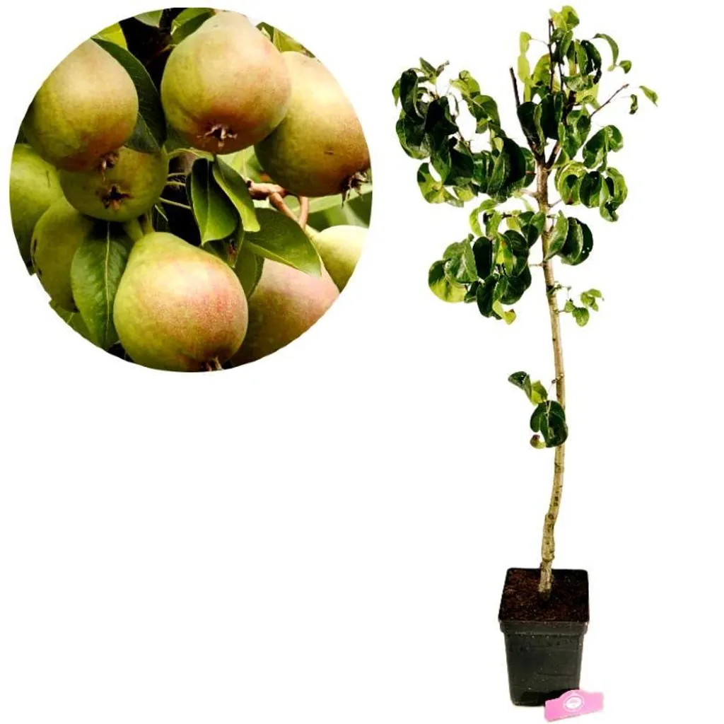 Poirier Beurré Hardy Pyrus communis résistant et productif pot 5L