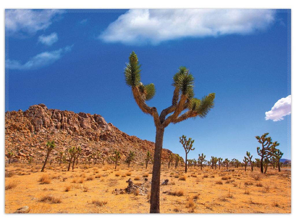 Wallario Premium Teppich, Größe 50 x 70 cm, Palmlilie im Nationalpark Yucca Valley Wüstenlandschaft