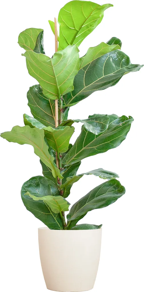 Ficus Lyrata pot blanc 21cm - Plante d'intérieur décorative 80 cm