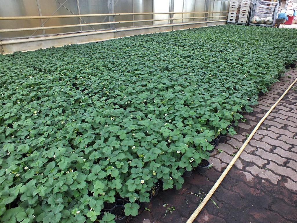 1 roślina Gourmet Strawberry Senga-Sengana | Kaufland.pl