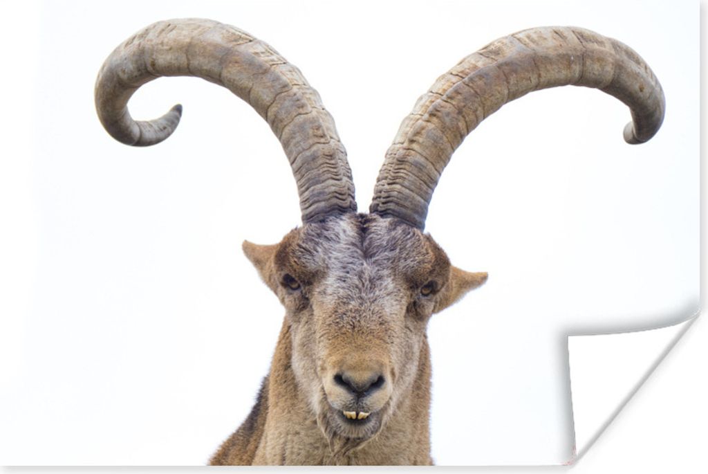 MuchoWow Poster Steinbock - Tiere - Hoorn 60x40 cm - Schlafzimmerdekoration