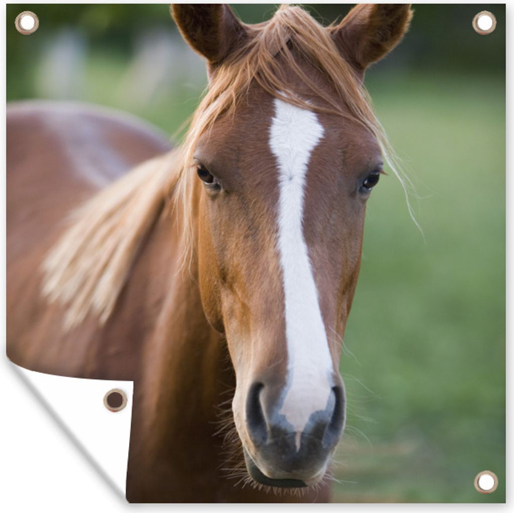 MuchoWow 100x100 cm Outdoor-Poster Gartendeko Sichtschutz Garten Poster für den Garten Pferd - Natur - Porträt