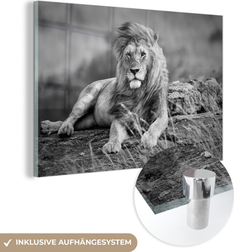 MuchoWow Glasbilder - Bilder auf Wandbild - Foto auf Glas Löwen - Wild - Schwarz - Weiß 90x60 cm Wanddekoration aus Glas - Acrylglasbild - Acrylb...