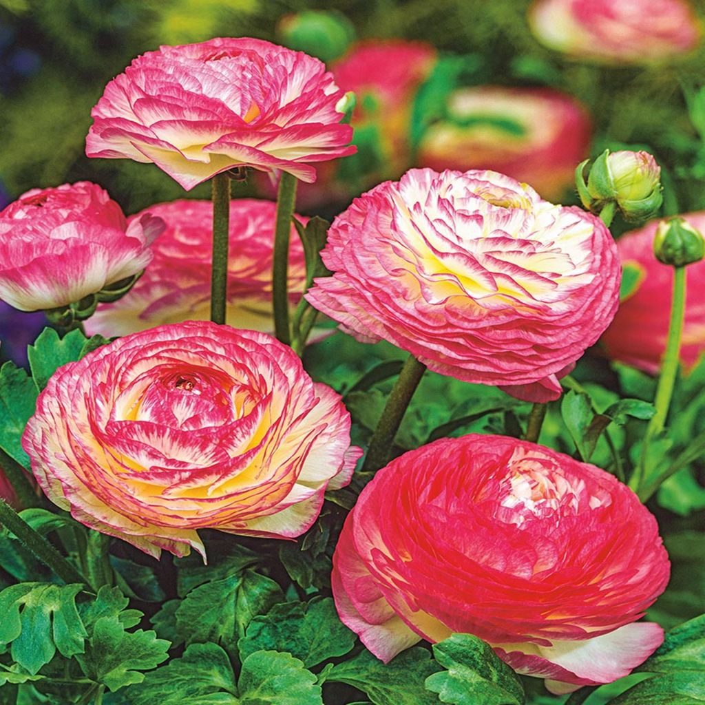 Ranunculus Ranuncolo Picotee Rose 5 pz Ranuncoli piantina Immagine del prodotto 