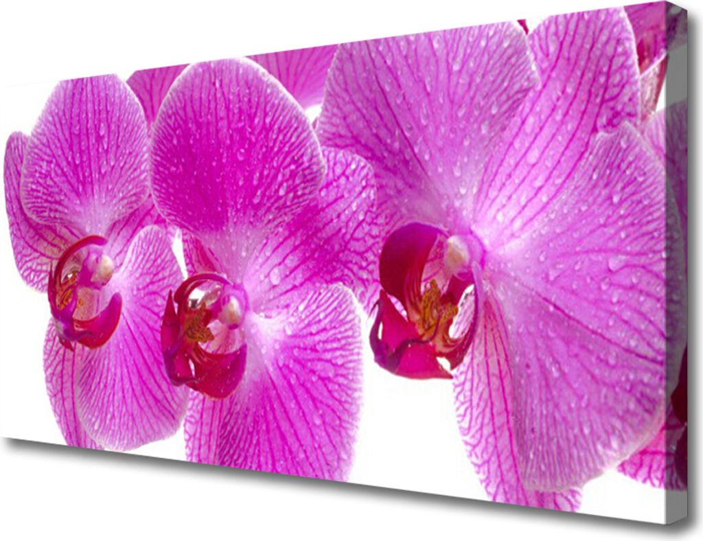 Tulup Leinwand-Bilder 100x50 Wandbild Canvas Kunstdruck Blumen Pflanzen