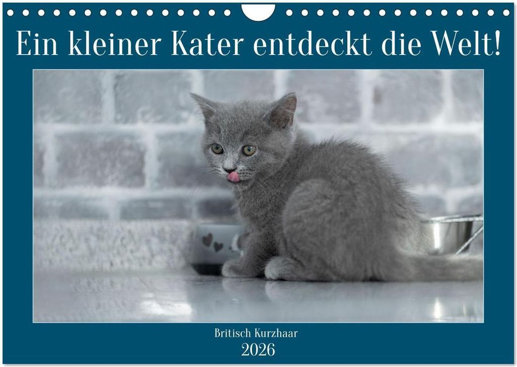 Ein kleiner Kater entdeckt die Welt! (Wandkalender 2026 DIN A4 quer), CALVENDO Monatskalender