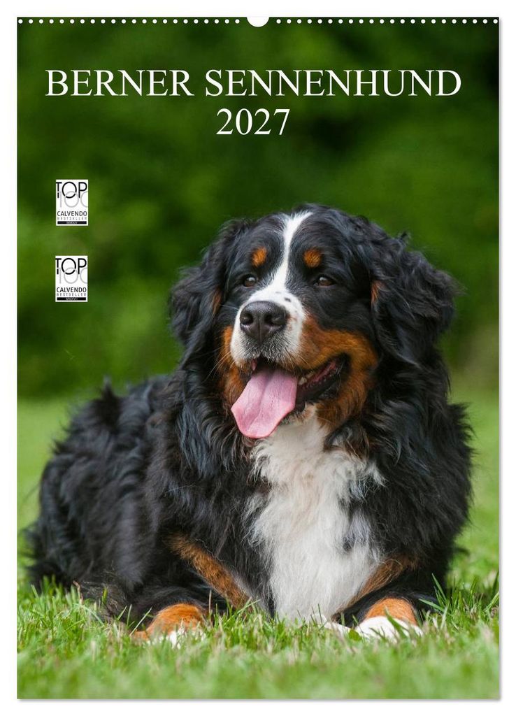 Berner Sennenhund 2027 (Wandkalender 2027 DIN A2 hoch), CALVENDO Monatskalender