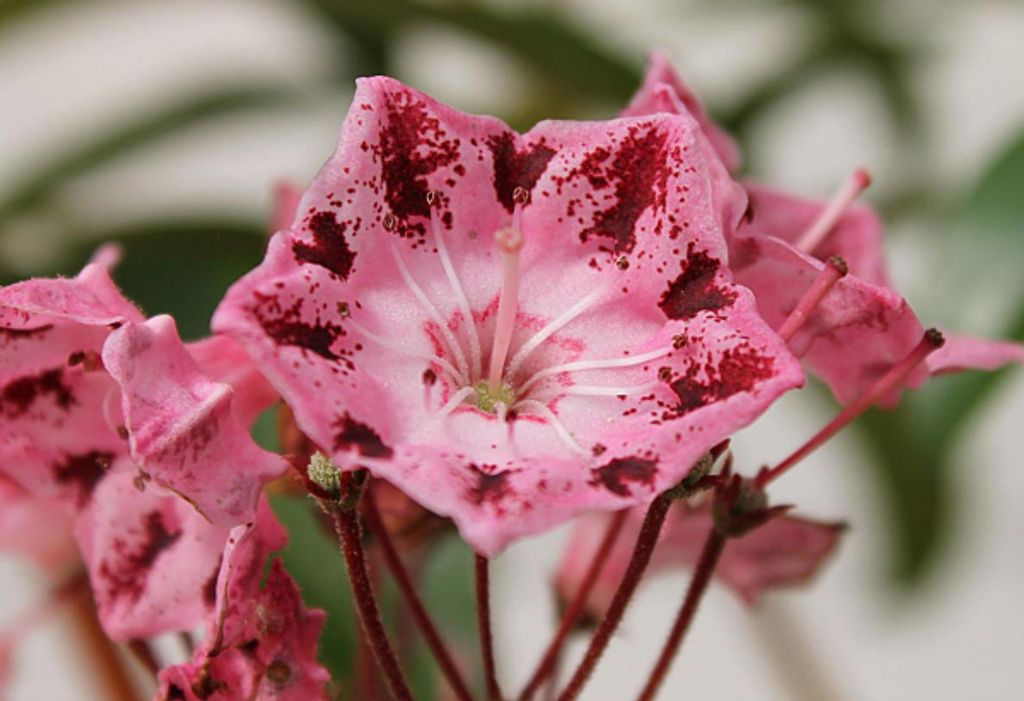 Lorbeerrose - Berglorbeer Moyland - Kalmia latifolia Produktbild 