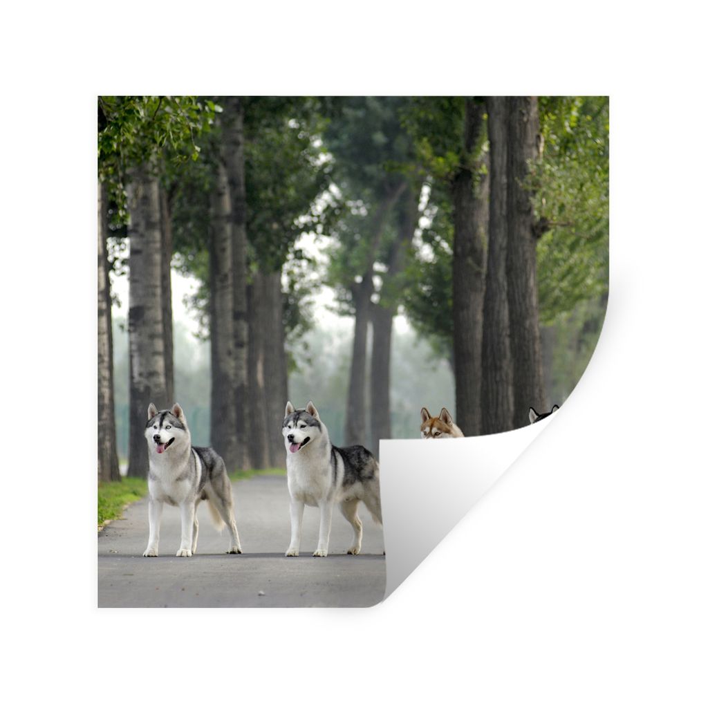 MuchoWow Wandtattoo Wandsticker Wandaufkleber Vier Huskys zwischen den Bäumen 50x50 cm Selbstklebend und Repositionierbar - Selbstklebend - Foto...