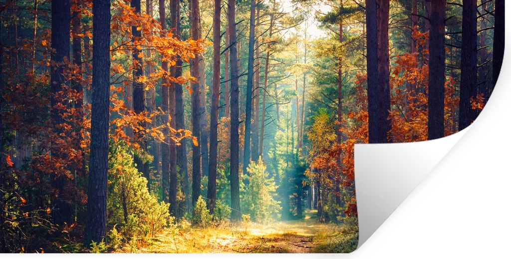 MuchoWow Wandtattoo Wandsticker Wandaufkleber Wald - Sonne - Natur - Herbst 160x80 cm Selbstklebend und Repositionierbar - Sticker - Dekorfolie