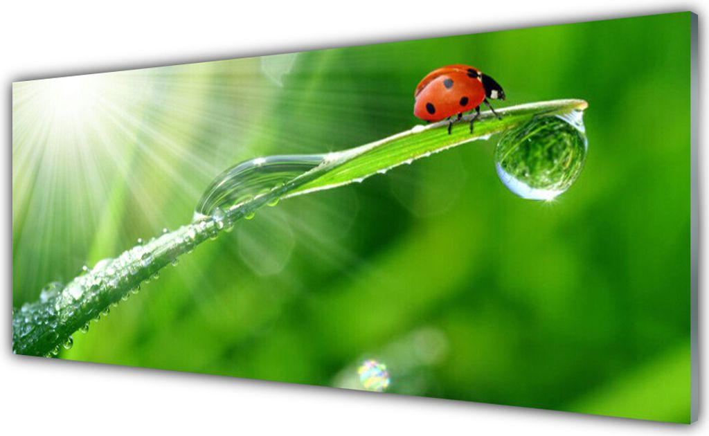 Acrylglasbilder 125x50 Wandbild Druck Gras Sonne Marienkäfer Natur