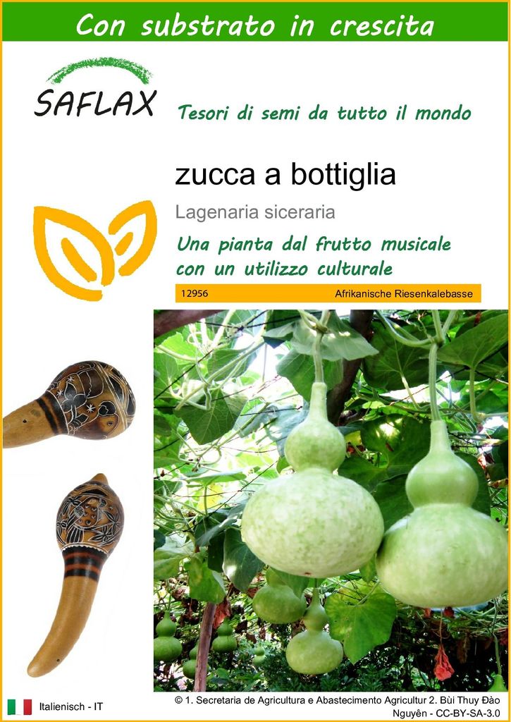 SAFLAX  -  zucca a bottiglia - 15 semi - Con substrato - Immagine del prodotto 
