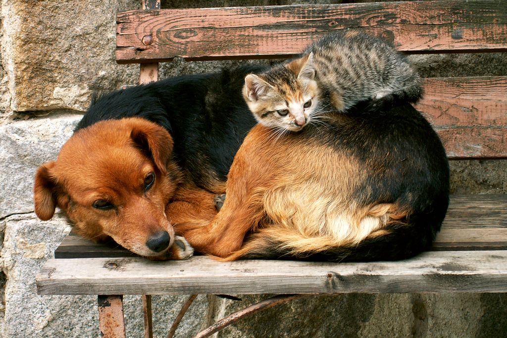 Fototapete - Cat and Dog 375x250cm - Vliestapete