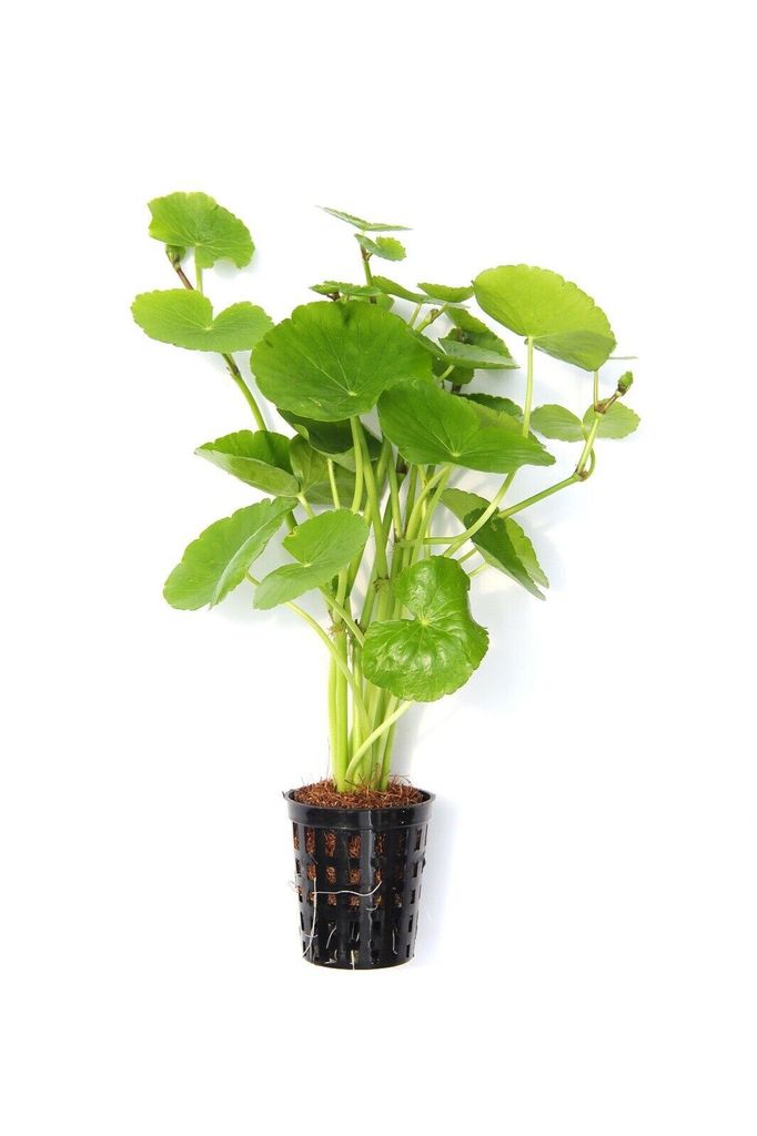 Hydrocotyle leucocephala  Brasiliansicher Wassernabel Produktbild 
