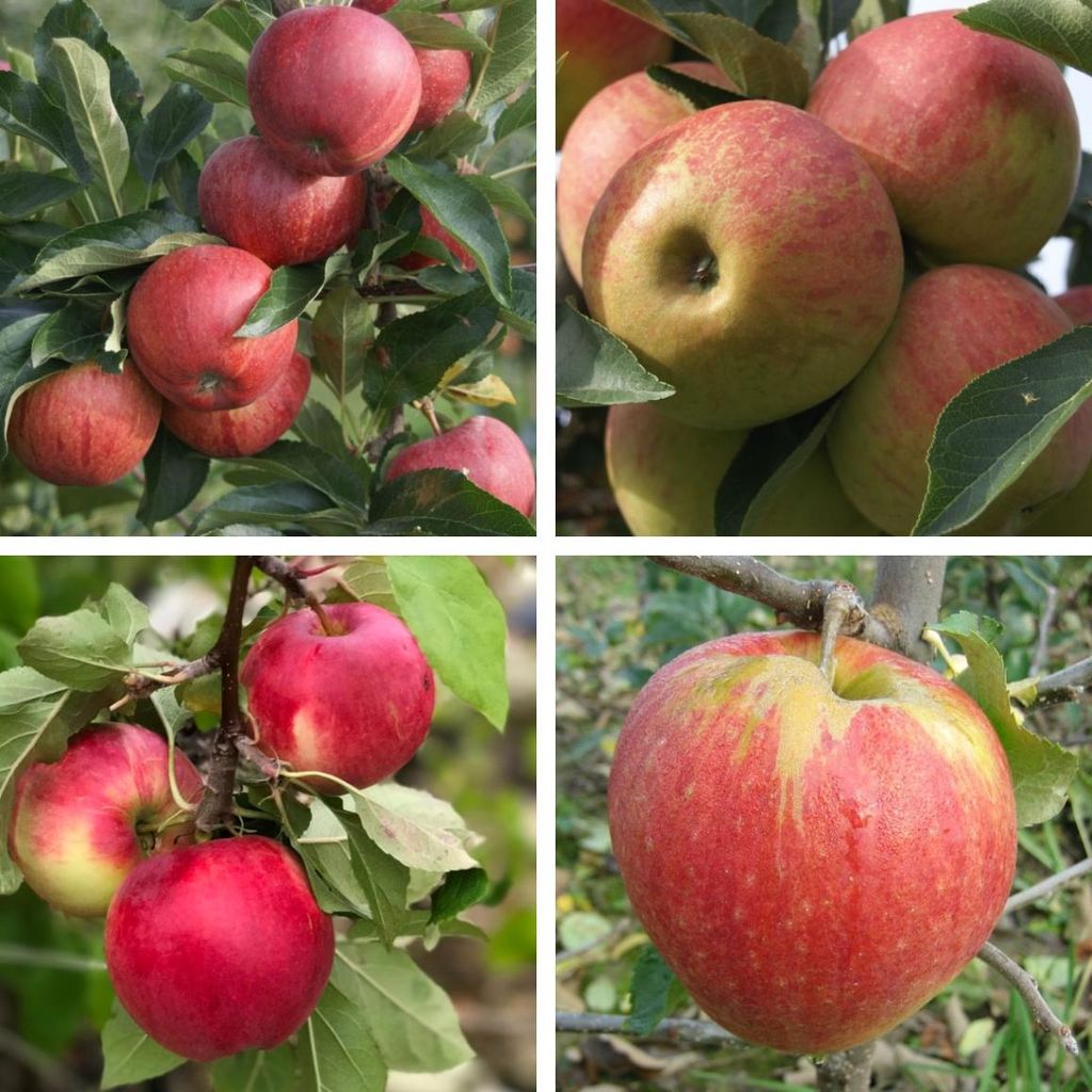 Familienbaum Apfel Halbstamm - Gala - Elstar - Cox Orange - Produktbild 