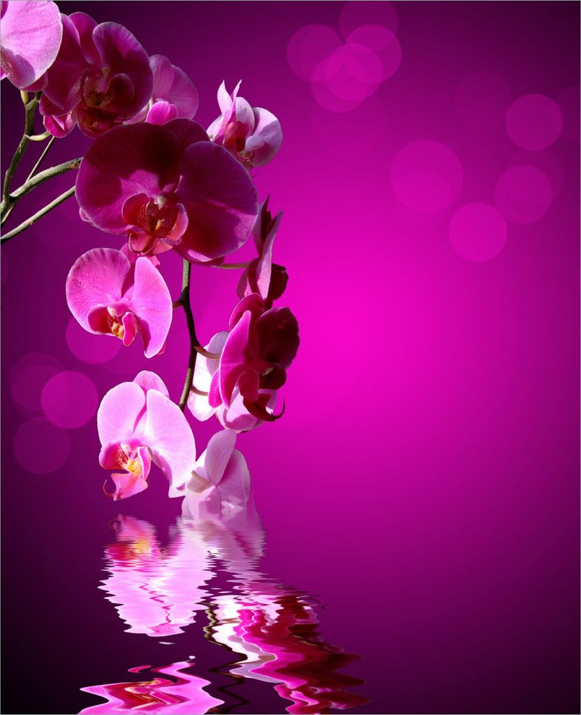 Wallario Magnet für Kühlschrank / Geschirrspüler, magnetisch haftende Folie - 60 x 80 cm, Motiv: Rosafarbene Orchidee Blüten in pink