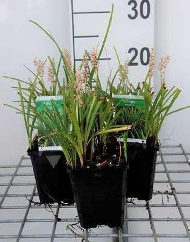 6 x Liriope spicata - Lilientraube - Topf 9 x 9 cm