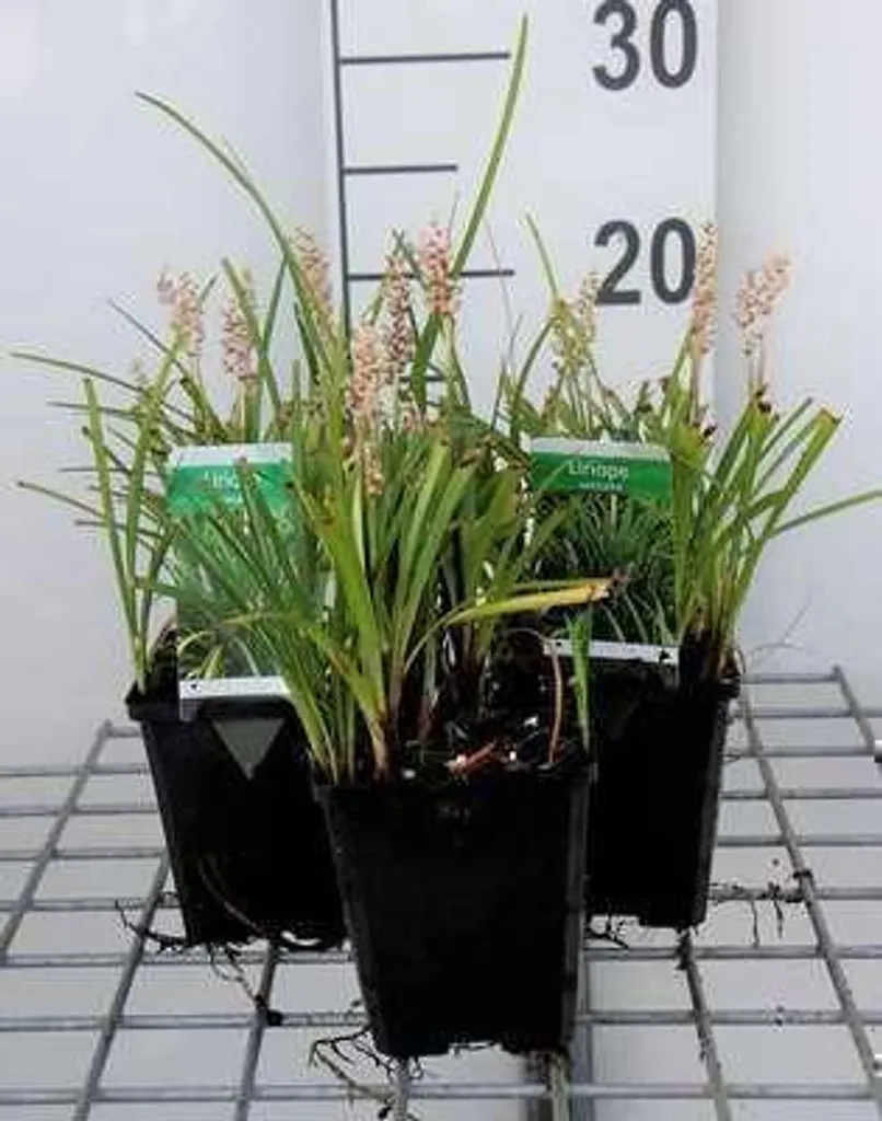 Liriope spicata Vivace Persistante - Pack de 6 en Pots de 9 cm Qualité