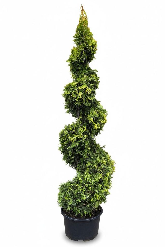 Goldene Edelthuja Spirale 160–170 cm - Thuja occidentalis Produktbild 