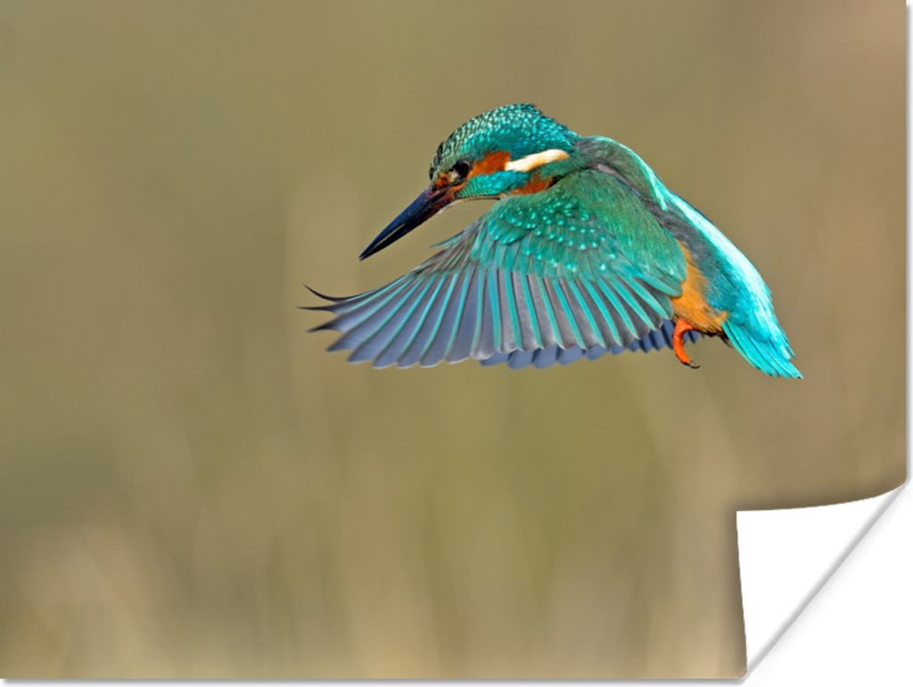 MuchoWow Poster Eisvogel - Himmel - Farbenfroh 120x90 cm - Wandbild