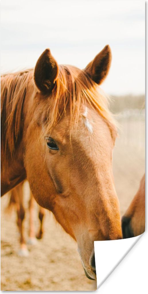 MuchoWow Poster Pferd - Strand - Tiere 75x150 cm - Dekoration für die Wände