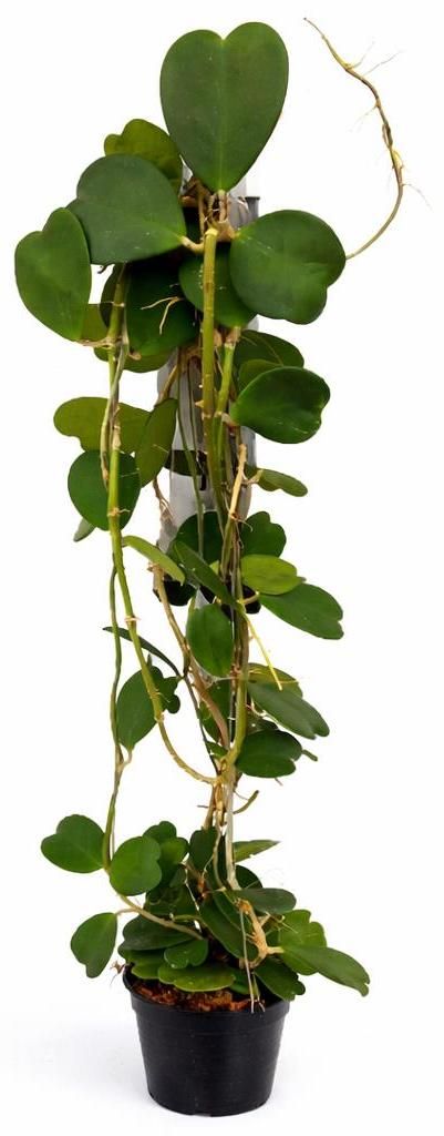 Hoya kerii - Plante en forme de cœur - Plante mère Image du produit 