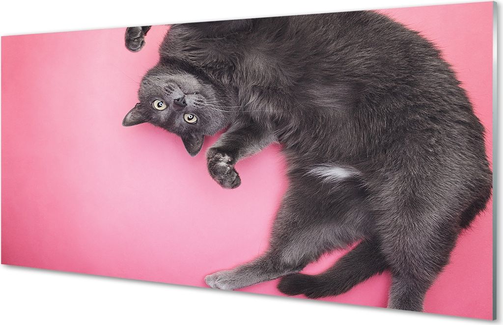 Spritzschutz 100x50 Wandkunst liegend Katze