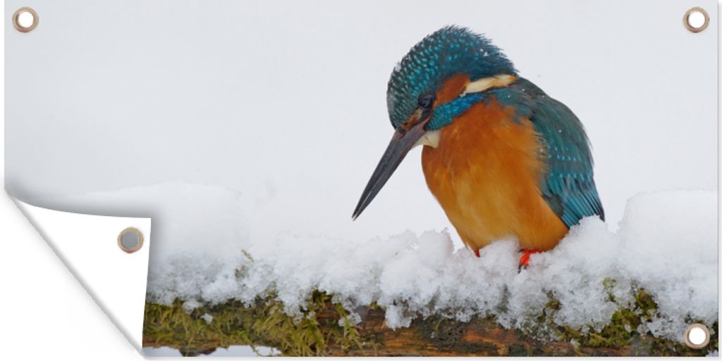 MuchoWow 80x40 cm Outdoor-Poster Gartendeko Sichtschutz Garten Poster für den Garten Eisvogel - Schnee - Winter
