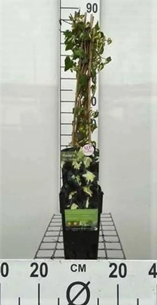Plante grimpante Lierre Goldheart Oro di Bogliasco pot hauteur 60 cm