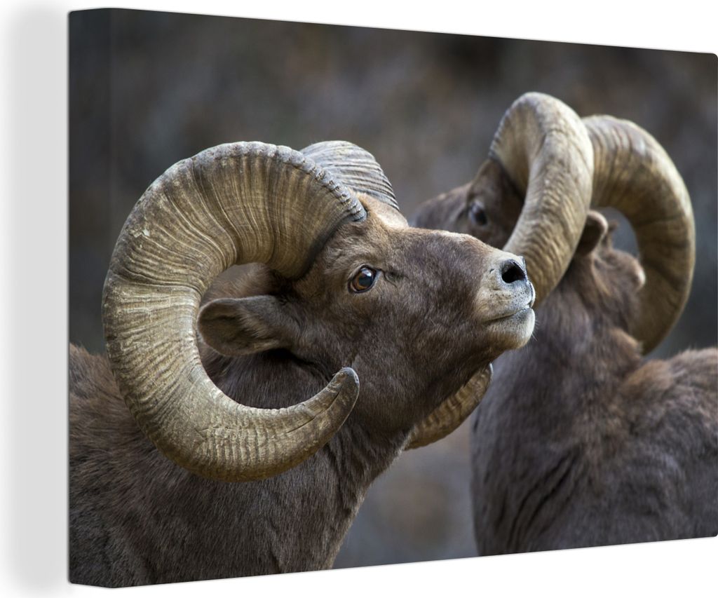 OneMillionCanvasses - Leinwandbilder - 140x90 cm, Schaap - Horn - Berg, Wandbilder Kunstdruck Wanddekoration