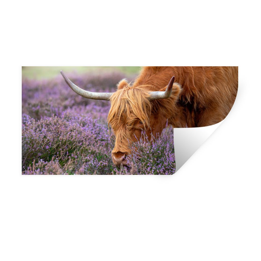 MuchoWow Wandtattoo Wandsticker Wandaufkleber Schottischer Highlander - Tiere - Heide 160x80 cm Selbstklebend und Repositionierbar - Sticker - De...
