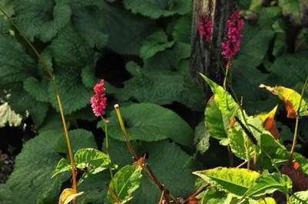 Plante vivace Renouée bougie Speciosa - Lot de 6 godets pour vos massifs