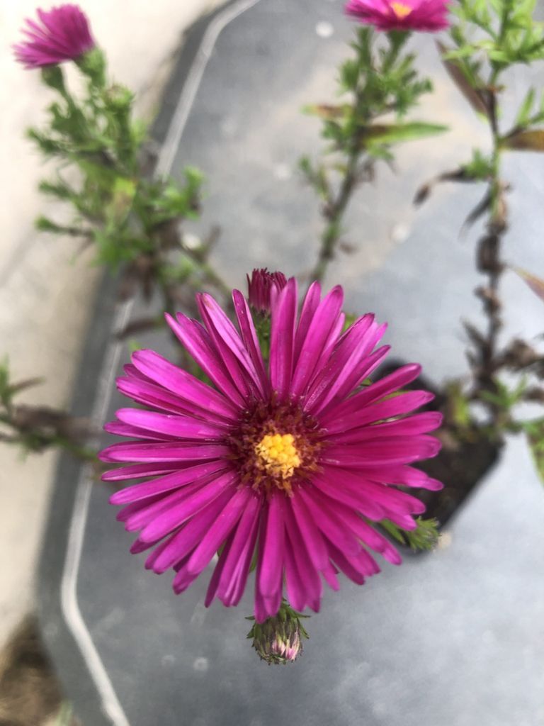 6 x Aster Dumosus 'Jenny' - Herbst-Aster im 9x9 cm Topf