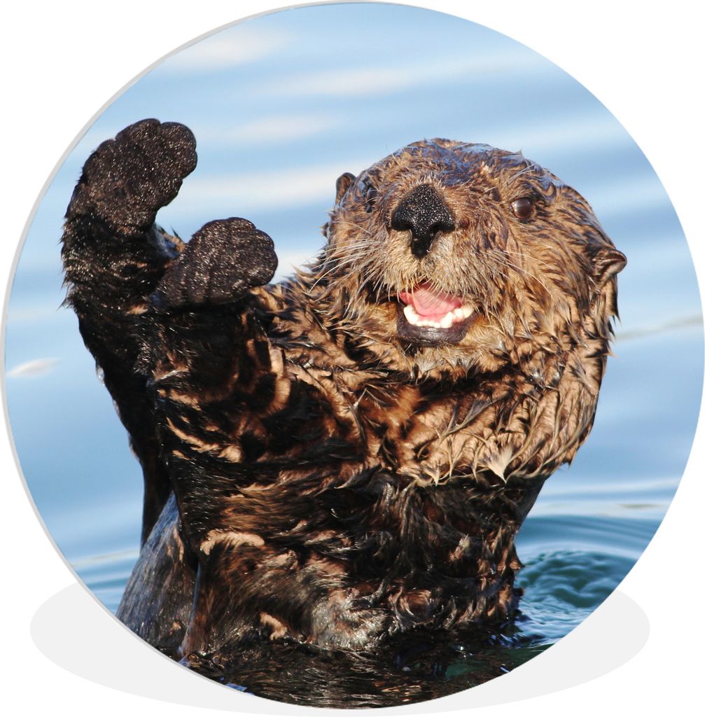 MuchoWow Rundes Wandbild - Runde Bilder Otter im Wasser Ø 90 cm Kreis Wanddekoration Kunststoff - Wandkreis - Wandschmuck - Wand-Kreis - Wohnzim...