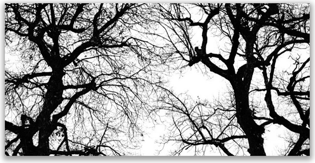 Tulup Leinwand-Bilder 140x70 Wandbild Canvas Kunstdruck Bäume Natur