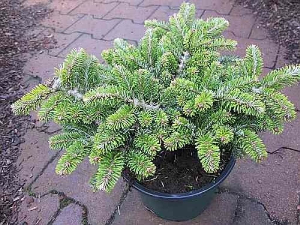 Zwergtanne Heddergott - Abies veitchii Heddergott 15-20cm