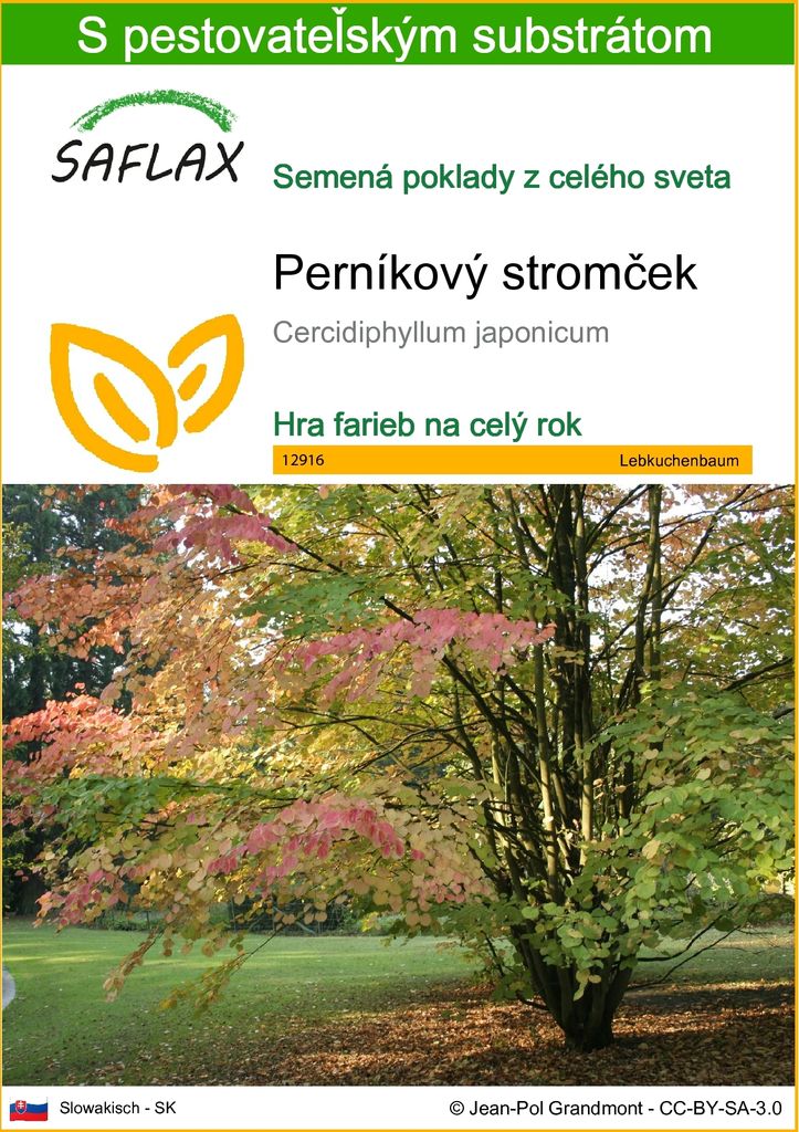 SAFLAX - perníkový stromček - Cercidiphyllum japonicum - Obrázok produktu 