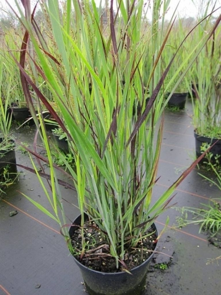 Panicum virgatum Heiliger Hain - Rutenhirse Heiliger Hain
