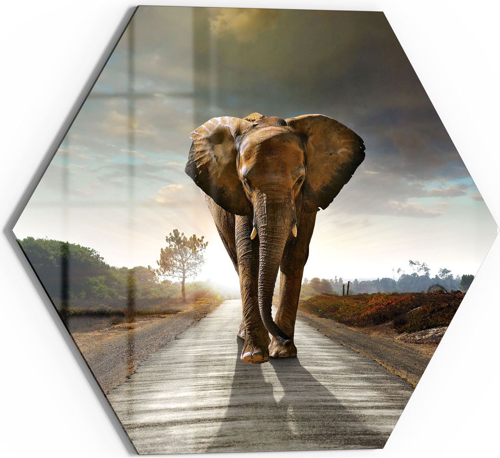 DEQORI Magnettafel Glas 55x48 cm 6-eckig 'Elefant auf Asphalt' beschreibbar Whiteboard