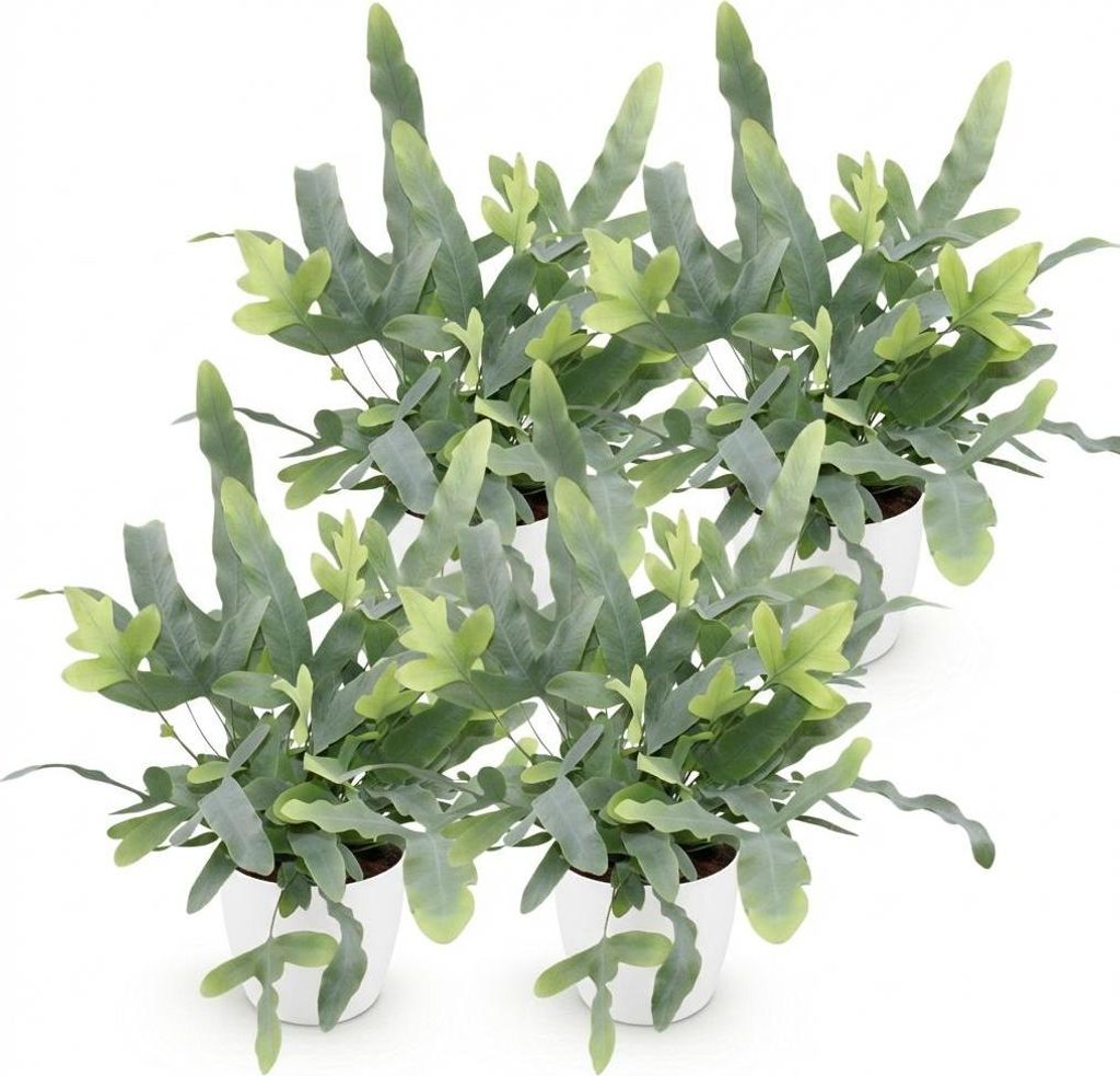 Farn Phlebodium Blue Star Ø12cm 25cm 4 Pflanzen Zimmerpflanze Mit Weißem Topf