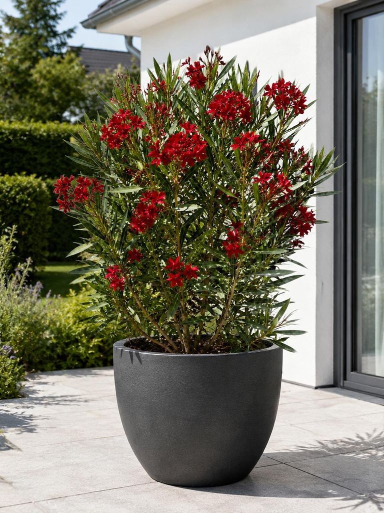 Oleander Semplice Rosa, 120–140 cm – Rosier fleuri de type Image du produit  Image générée par une IA