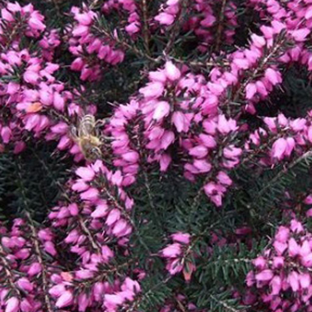 2 x Bruyère rouge à floraison hivernale - Erica darleyensis Image du produit 