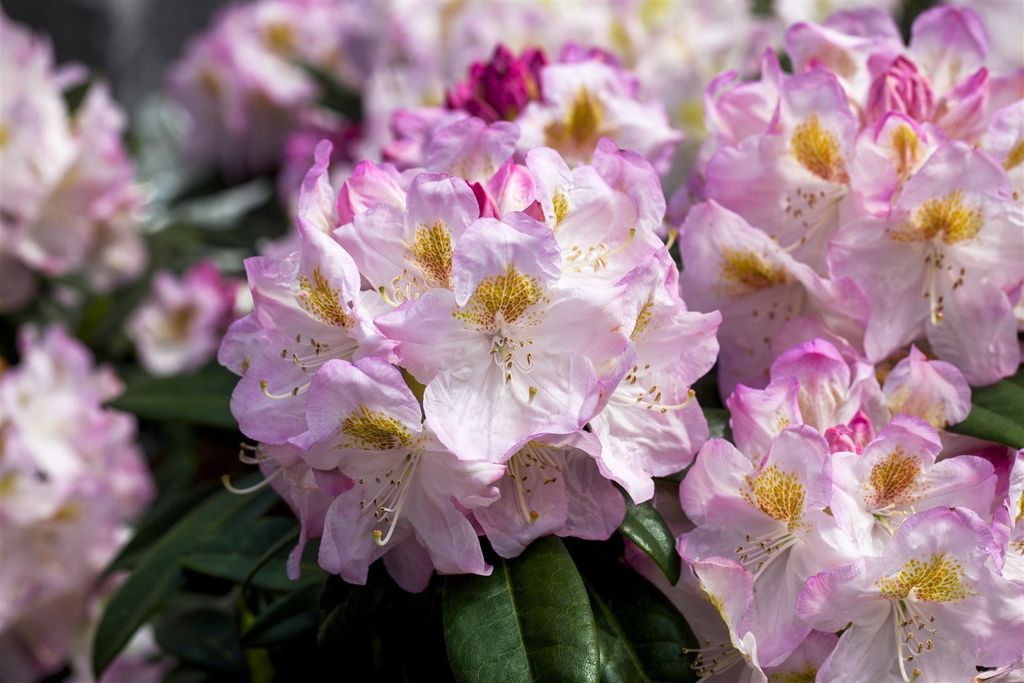 Rhododendron Hybr. 'Brigitte', Rhododendron, rosa Blüten, 40–50 cm