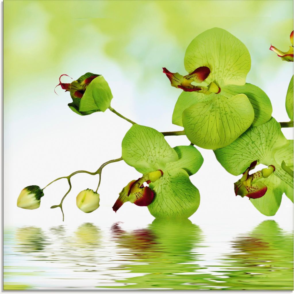 ARTland Glasbild Schöne Orchidee mit grünem Hintergrund Produktbild 