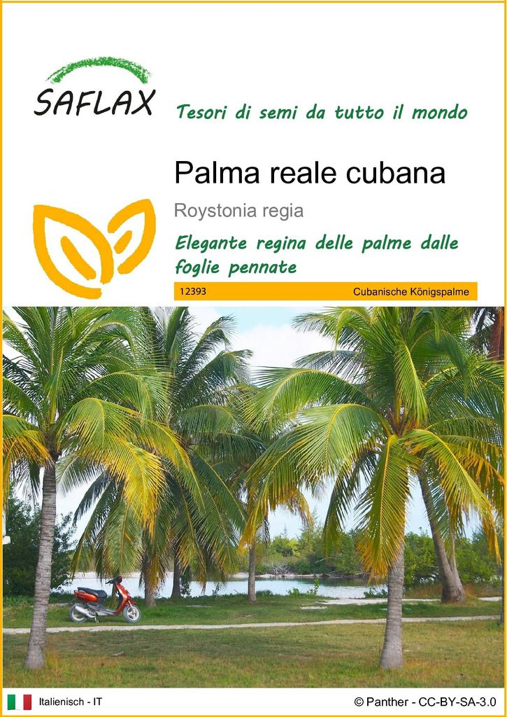 SAFLAX  - Palma reale cubana - 8 semi - Roystonia Immagine del prodotto 