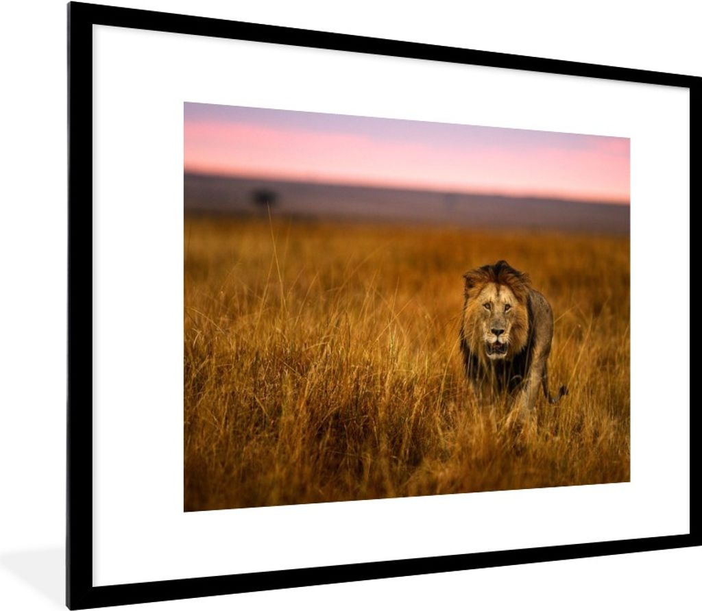 MuchoWow MuchoWow Gerahmtes Poster Löwe - Savanne - Gras 80x60 cm - Poster mit zchwarzem Bilderrahmen - Schlafzimmer-Dekorationen - Fotoposter