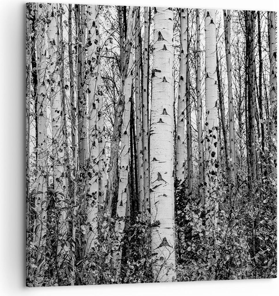 Bild auf Leinwand - Leinwandbild - Einteilig - Birken Wald Monochrom - 60x60cm - Wand Bild - Wanddeko - Wandbilder - Leinwanddruck - Bilder - Wandd...