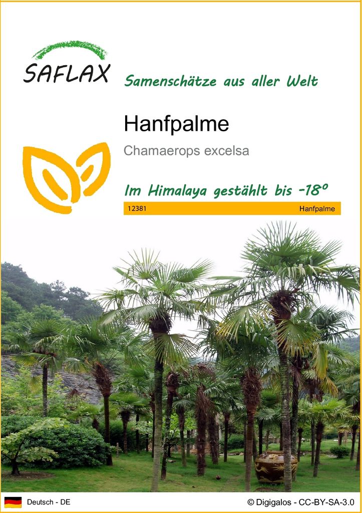SAFLAX - Hanfpalme - 10 Samen - Chamaerops excelsa Produktbild 